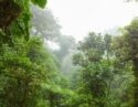 Misty rainforest in Monteverde cloud forest reserve