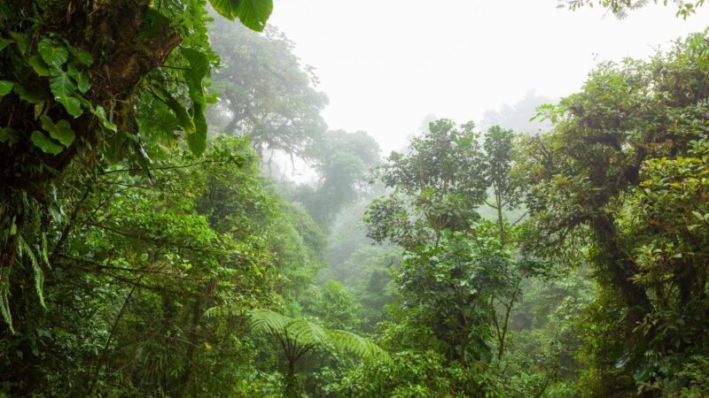Misty rainforest in Monteverde cloud forest reserve