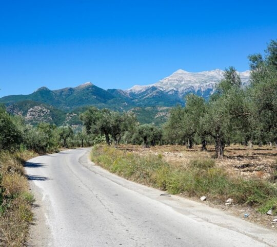 Road through olive groves leading to the Taygetos mountains in Greece