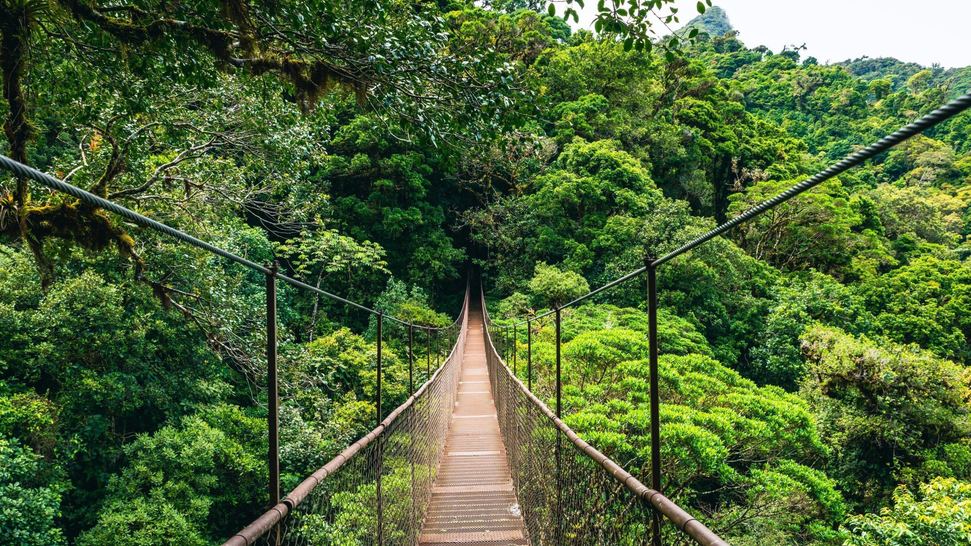 Hanging Bridge Cloud Rainforest Forest in Costa Rica.