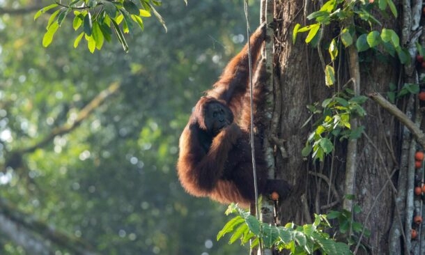 The Rainforests, Wildlife and Islands of Borneo