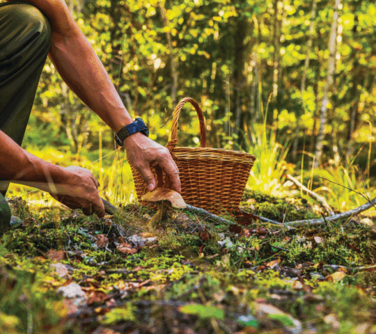A man foraging a mushroom in a forest