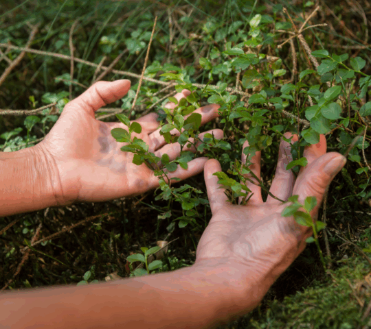 A person lays their hands on the ground during a forest bathing experience.