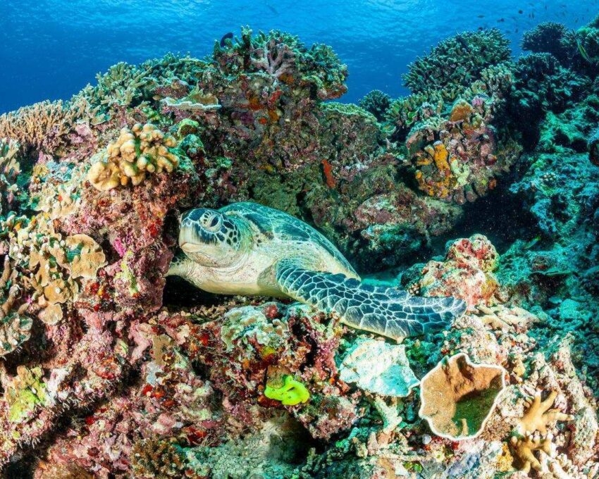 A green sea turtle surrounded by colourful corals.