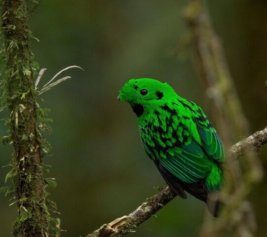 A close-up of a whitehead's broadbill perched on a slender tree branch in Borneo.