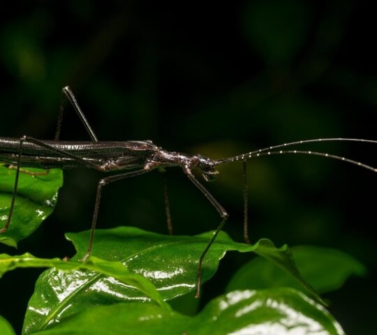 Night walk in Rio Perdido Costa Rica