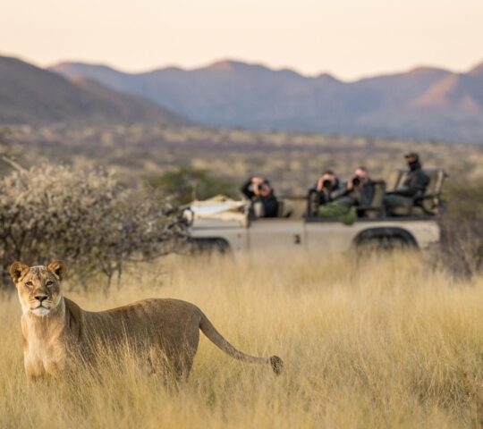 A lion in the foreground and a safari vehicle in the backdrop.