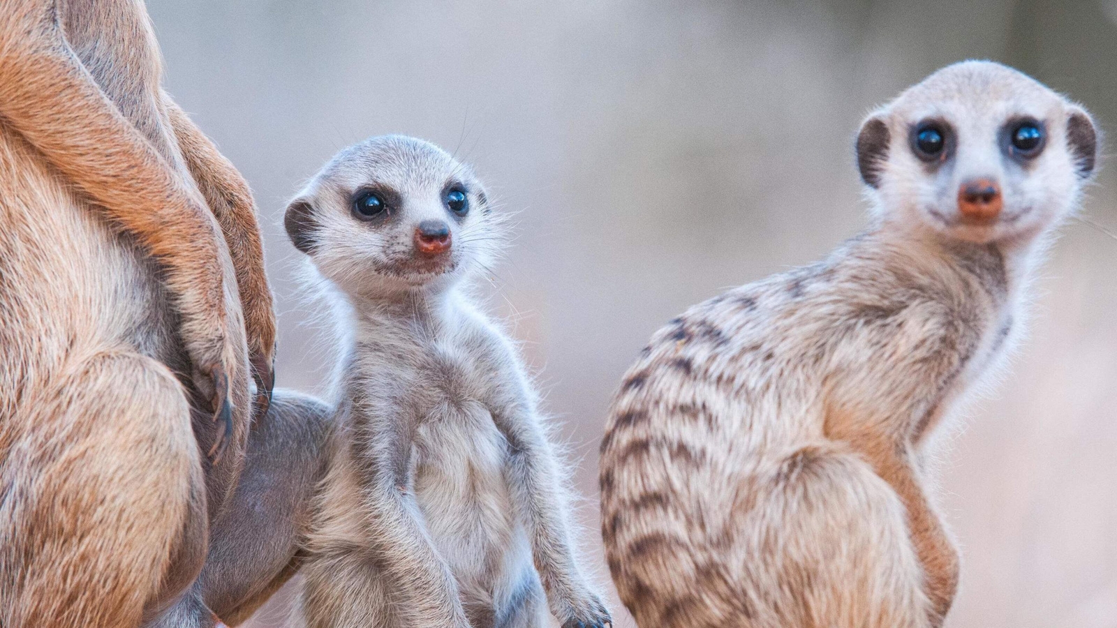 A close-up of three habituated meerkats.