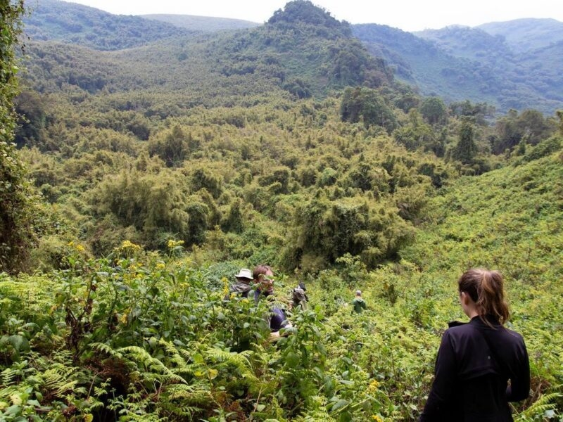 Trekking in Volcanoes National Park, Rwanda in search for Gorillas