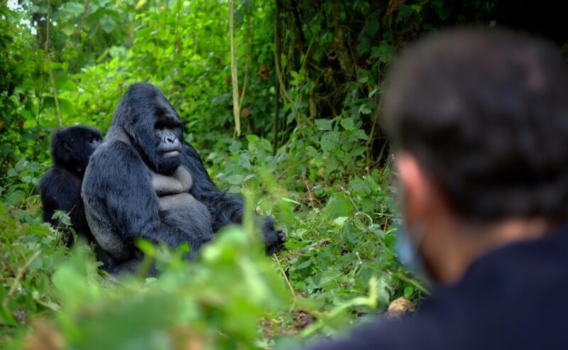 Encounter of tourist and mountain gorilla in African jungle. action, adventure, africa, animal forest, ape, congo, east, experience, family, gorilla, gorillas, interest, jungle, mountain, national park, nature, portrait, rain, rwanda, silverback, tourism, tourist, travel, uganda, volcano, wild, wildlife Tourist looking at mountain gorilla in African jungle. Getting very close to wildlife. Rwanda family trip gorilla trekking