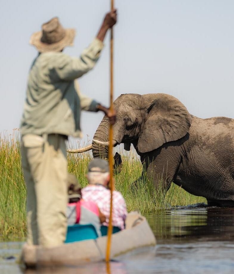 An older couple driftfing near an elephant along the Okavango Delta in Botswana onboard a mokoro.