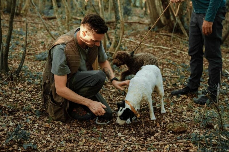 A man kneeling in a forest with two dogs searching through leaves during luxury Tuscany holidays.