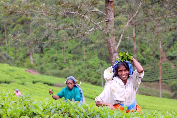 Two women harvesting tea leaves in a green field for a positive impact.