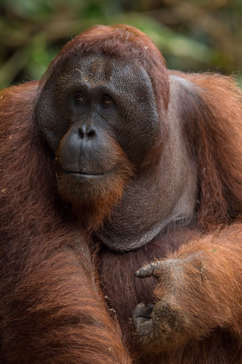 A close-up of an orangutan in Borneo.