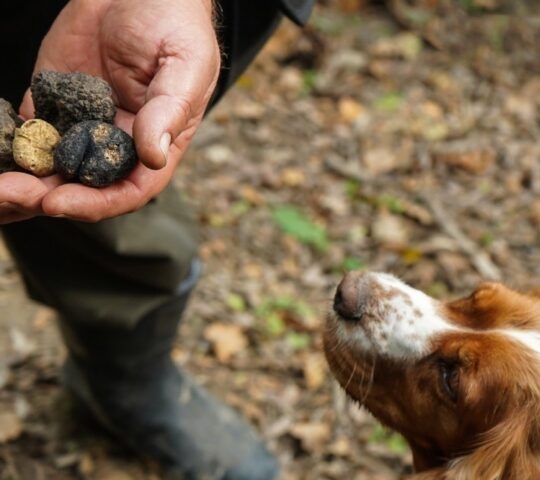 A dog looking at a man's hand full of truffles in the forest