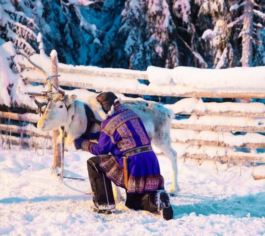 A member of the Sámi community tending to a reindeer.