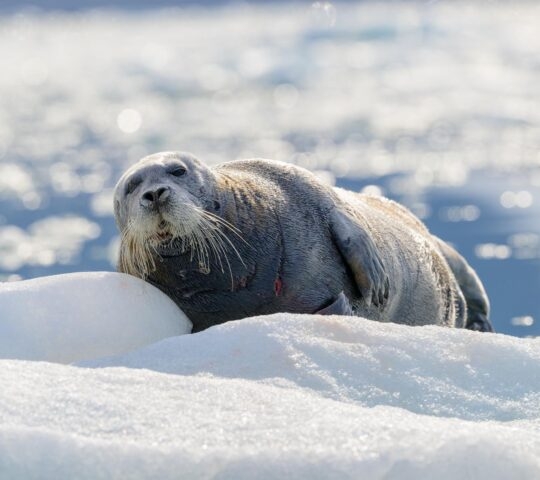 A close-up of a bearded seal lounging on ice.