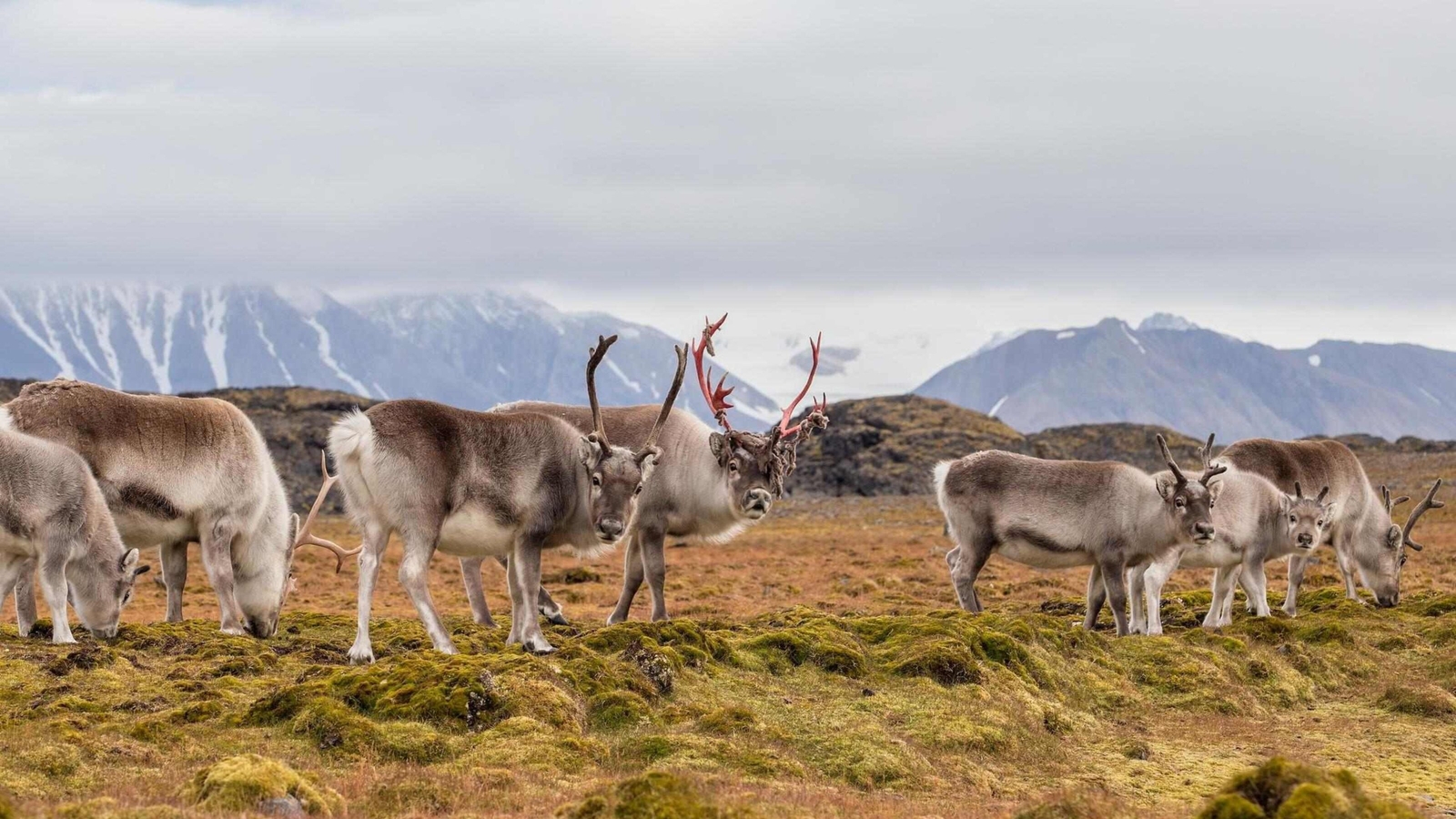 Wild reindeer in Svalbard