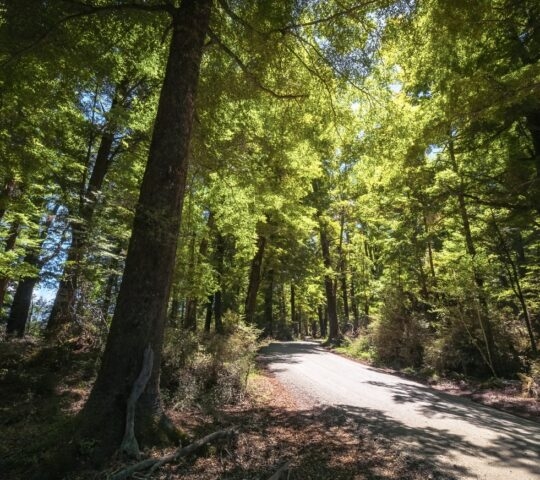 The native forests of Glenorchy lit by the sun in New Zealand