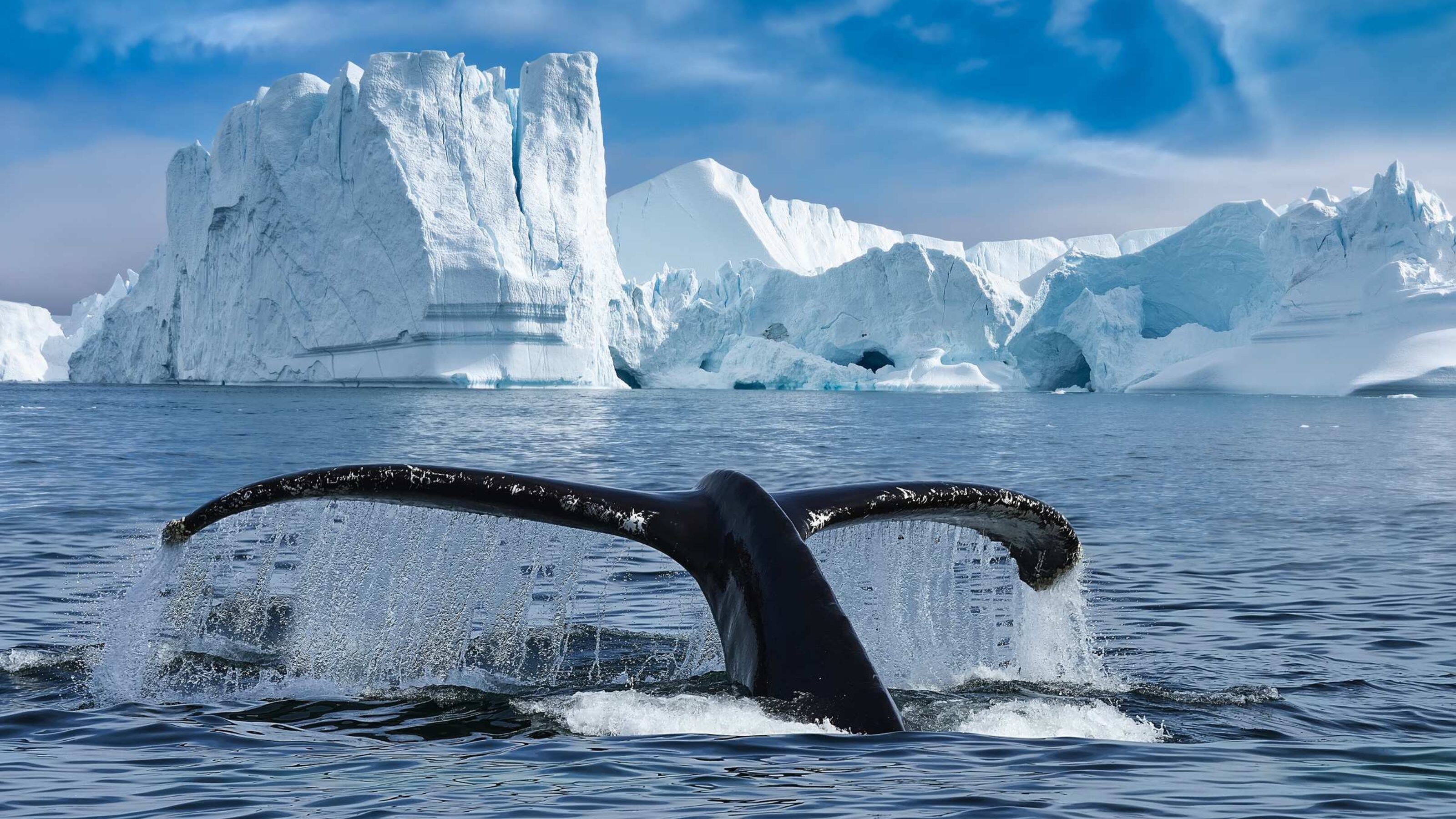 Close up of a whale's tail fin coming out of the water in Svalbard