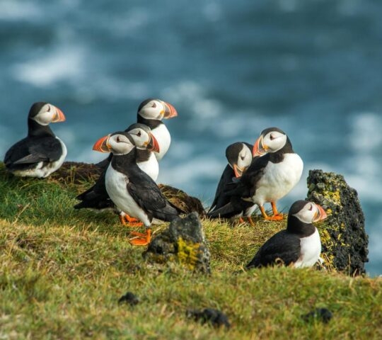 A group of puffins on a grassy cliff's edge overlooking the water.