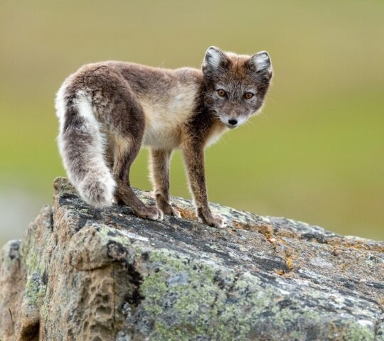 A close-up of an Arctic fox standing on a rock.