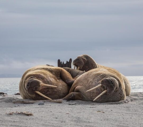 Three walruses resting on a beach.