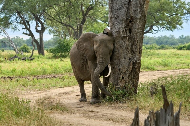 Elephant in South Luangwa National Park, Zambia