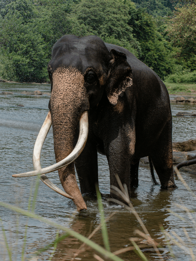 Close-up of a wild elephant in its natural habitat, showcasing the unique biodiversity and high-end nature experiences available in Sri Lanka.