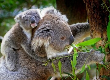 Australia thumbnail