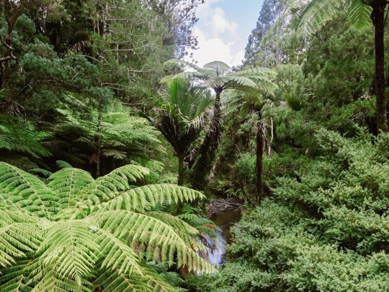 searching for native plants in the dense ferns New Zealand