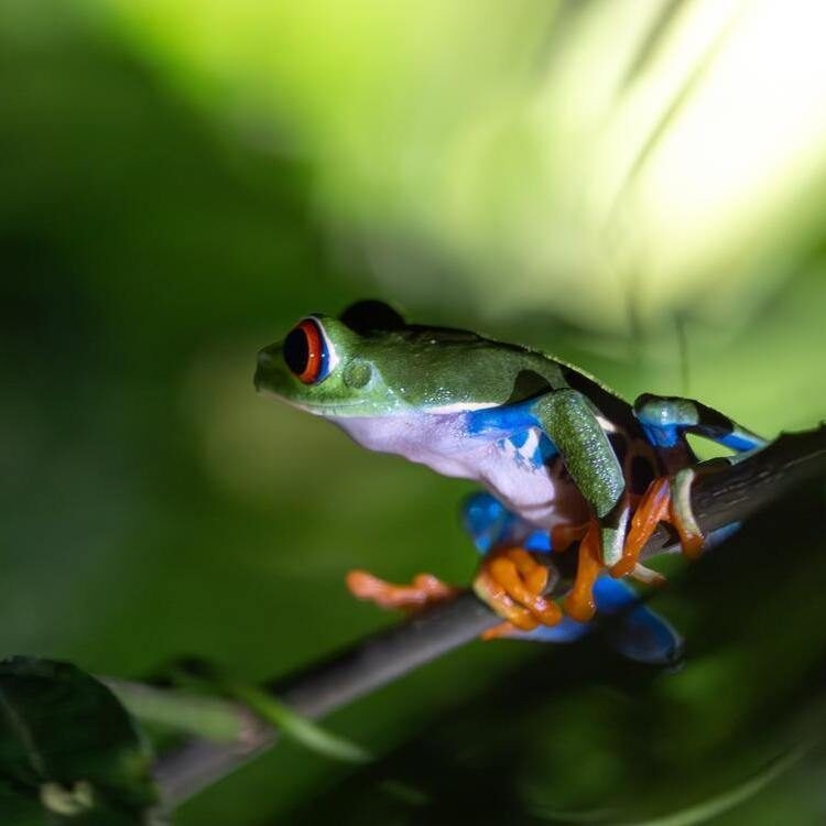 Close-up of a green red-eyed tree frog perched on a branch in a tropical setting on luxury Family vacations.