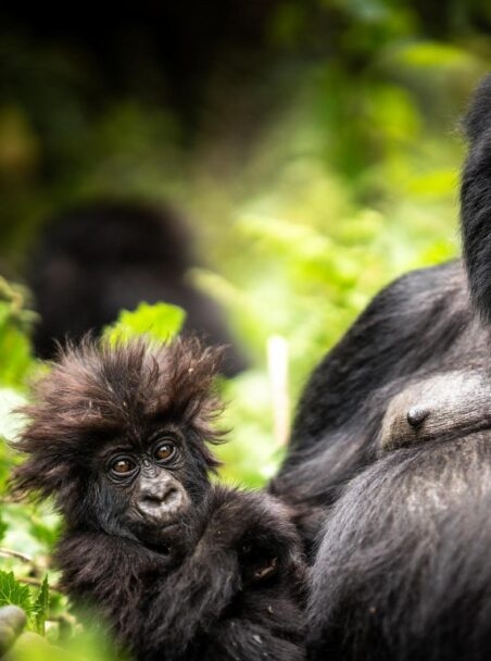 When is the Best Time to Visit Rwanda?