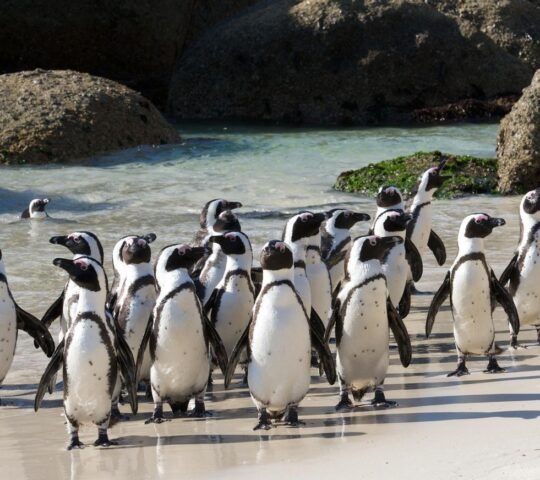 A penguin colony at the white-sand, Boulders Beach in South Africa.