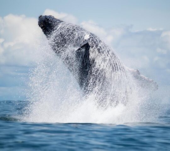 A humpback whale breaching.