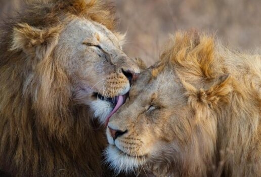 A cheetah rests in Okonjima Nature Reserve in Namibia, a pair of male lions groom each other and a leopard keeps watch from the branches of a tree.