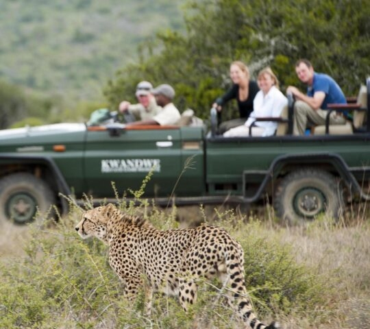 A game drive in Kwandwe Private Game Reserve with onlookers observing a cheetah.
