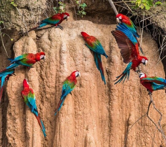 Macaws perched on a cliff in the Peruvian Amazon