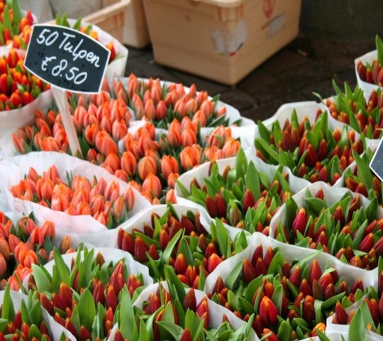 A row of colourful tulips.