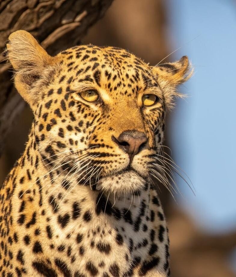 A rust-red track at Tswalu Kalahri and a leopard in Sabi Sands Private Game Reserve, South Africa.