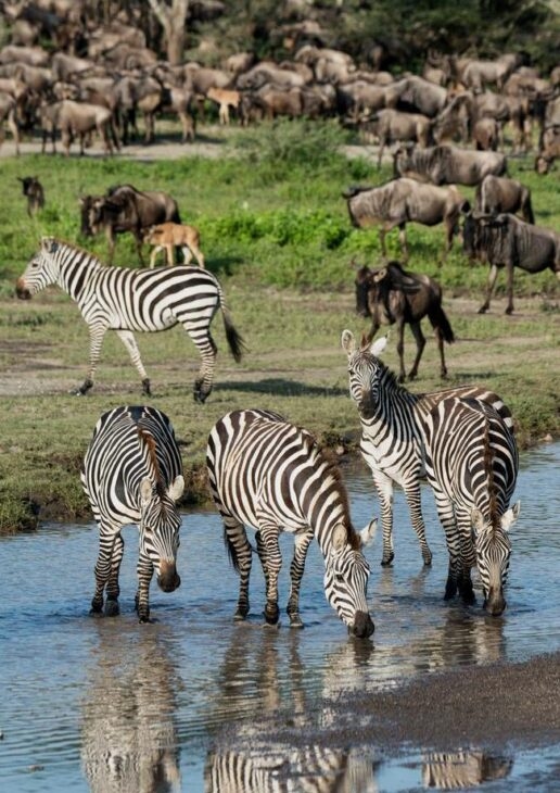 Zebra and wildebeest graze together beside a river, a cheetah eyes the herd in the Maasai Mara and a young cheetah family frolic in the greenery.