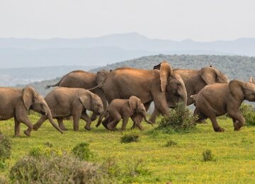 South Africa thumbnail