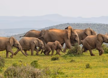South Africa thumbnail