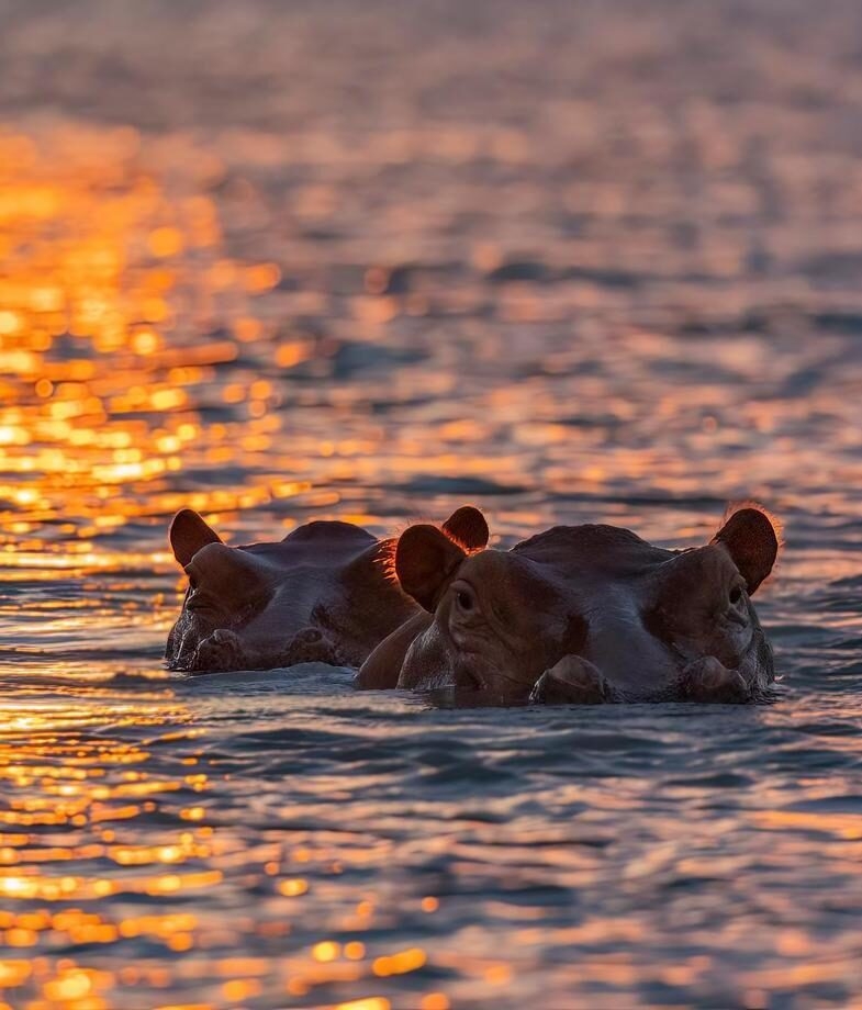 Hippopotamus drifting through golden waters in Ruaha National Park, and a chimpanzee spotted during trekking in the remote Mahale Mountains.
