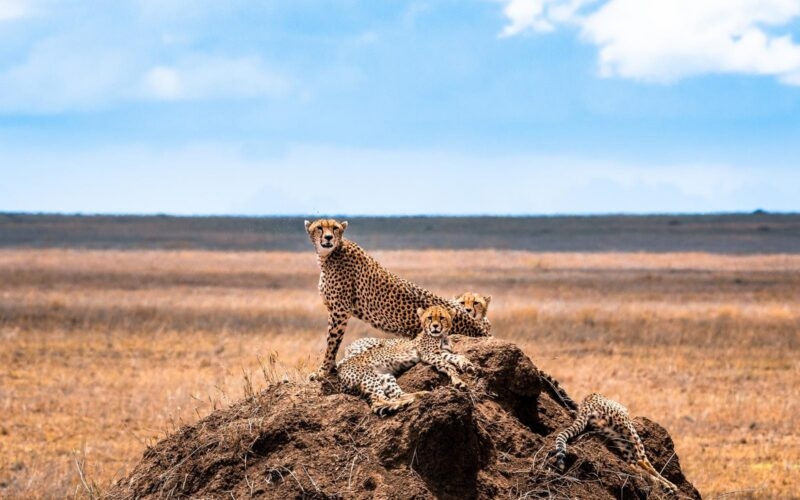 A cheetah family stretching out on a rocky kopje in Serengeti National Park, keeping watch over the wide-open plains.