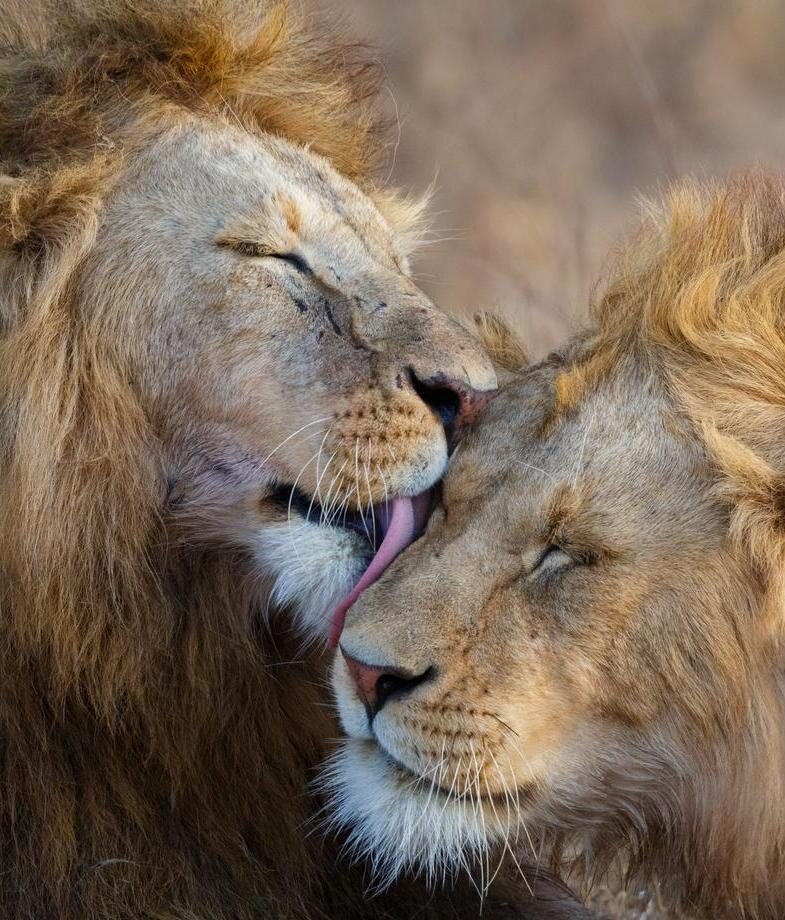 A tender moment between lions on the African savannah and a sea turtle gliding through the clear waters of the Whitsundays on the Great Barrier Reef, Australia.