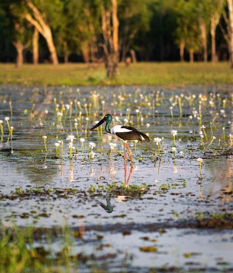 A high-angle aerial view of Lizard Island surrounded by turquoise reefs and deep blue ocean, and an jabiru wading through the wetlands of Kakadu National Park.