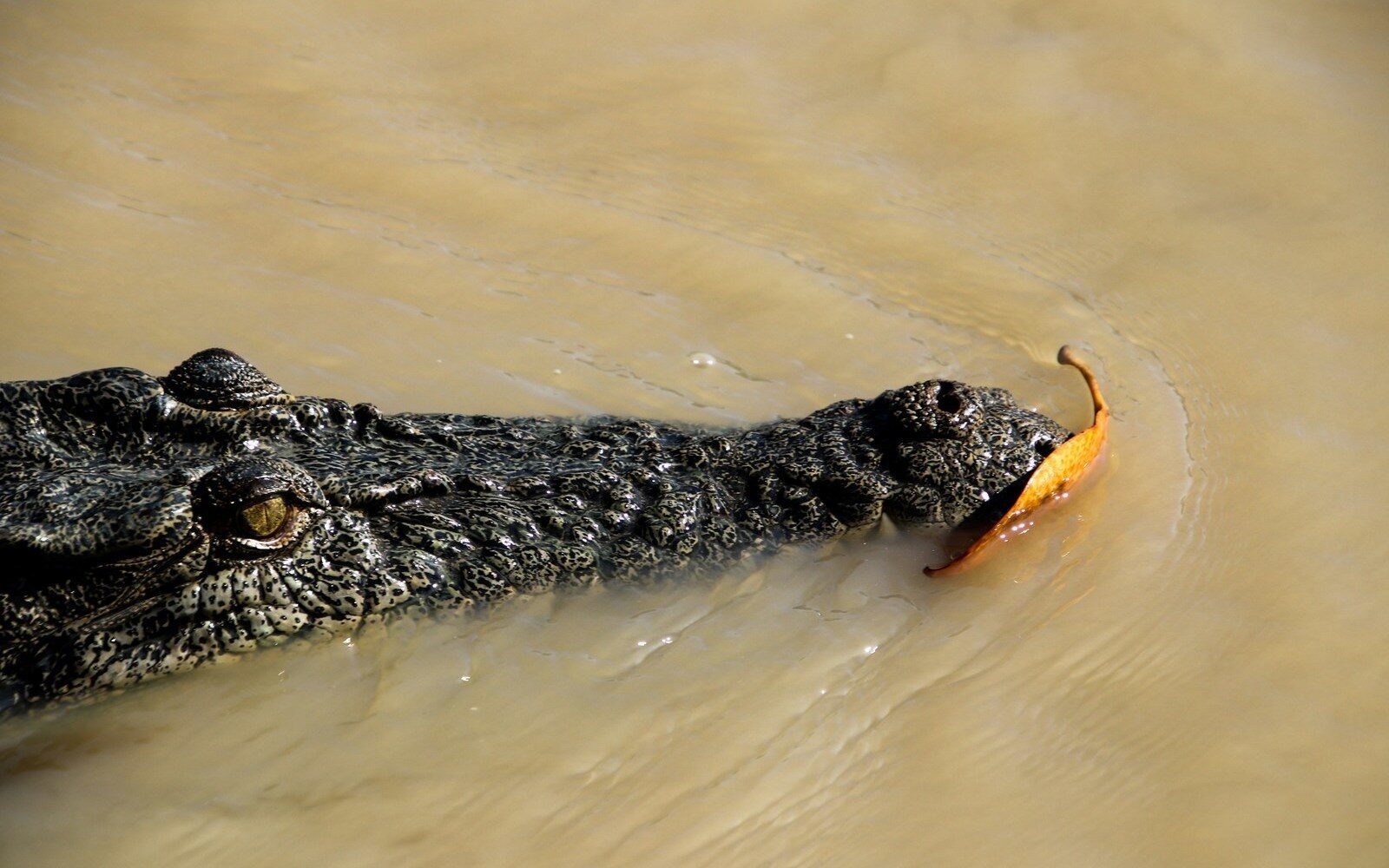 A saltwater crocodile, or 'salty,' glides through the murky waters of Kakadu National Park, Australia’s Top End.