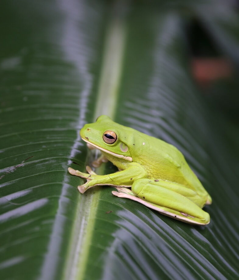 A vibrant green tree frog resting on a leaf in the Daintree Rainforest and a wide sunset view across Kangaroo Island overlooking the Southern Ocean.