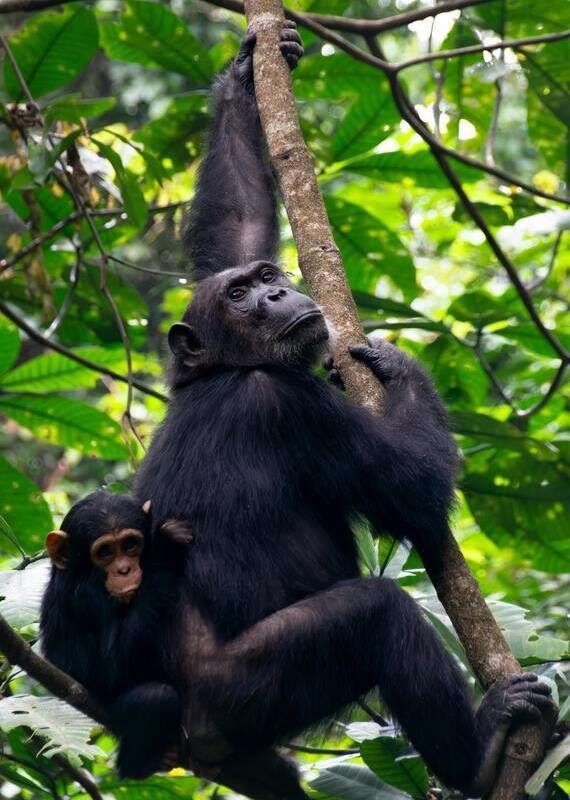A black chimpanzee with its baby clinging to its fur as it climbs a tree in a dense jungle.